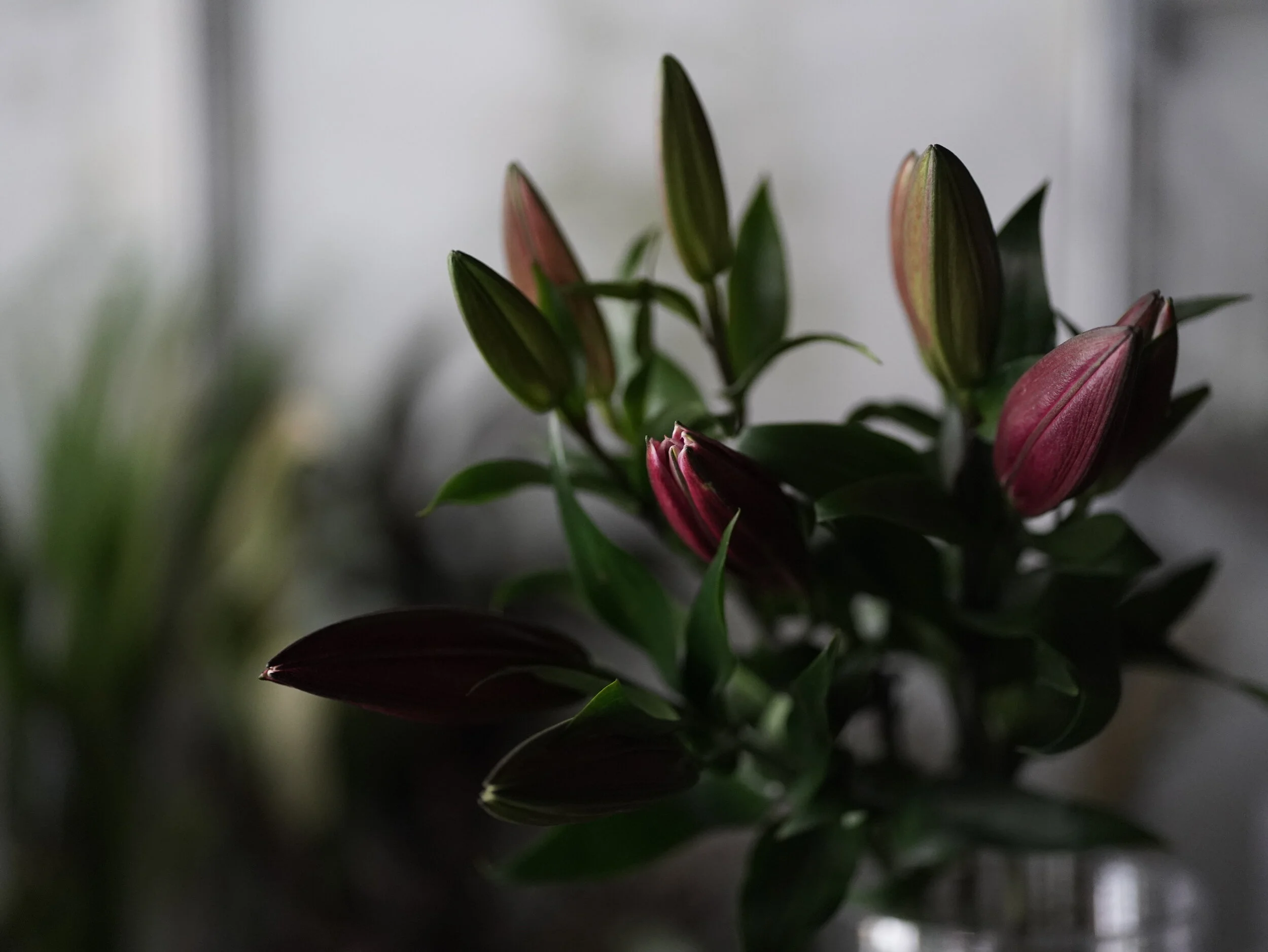 老派購花路線 Old-Fashioned Florists（SEP. 2021）