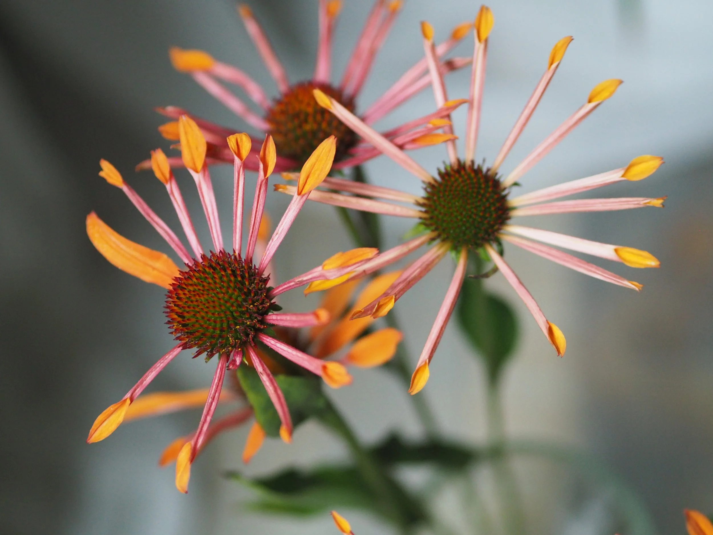 不完美結局 IMPERFECT ENDING（DEC. 2021）