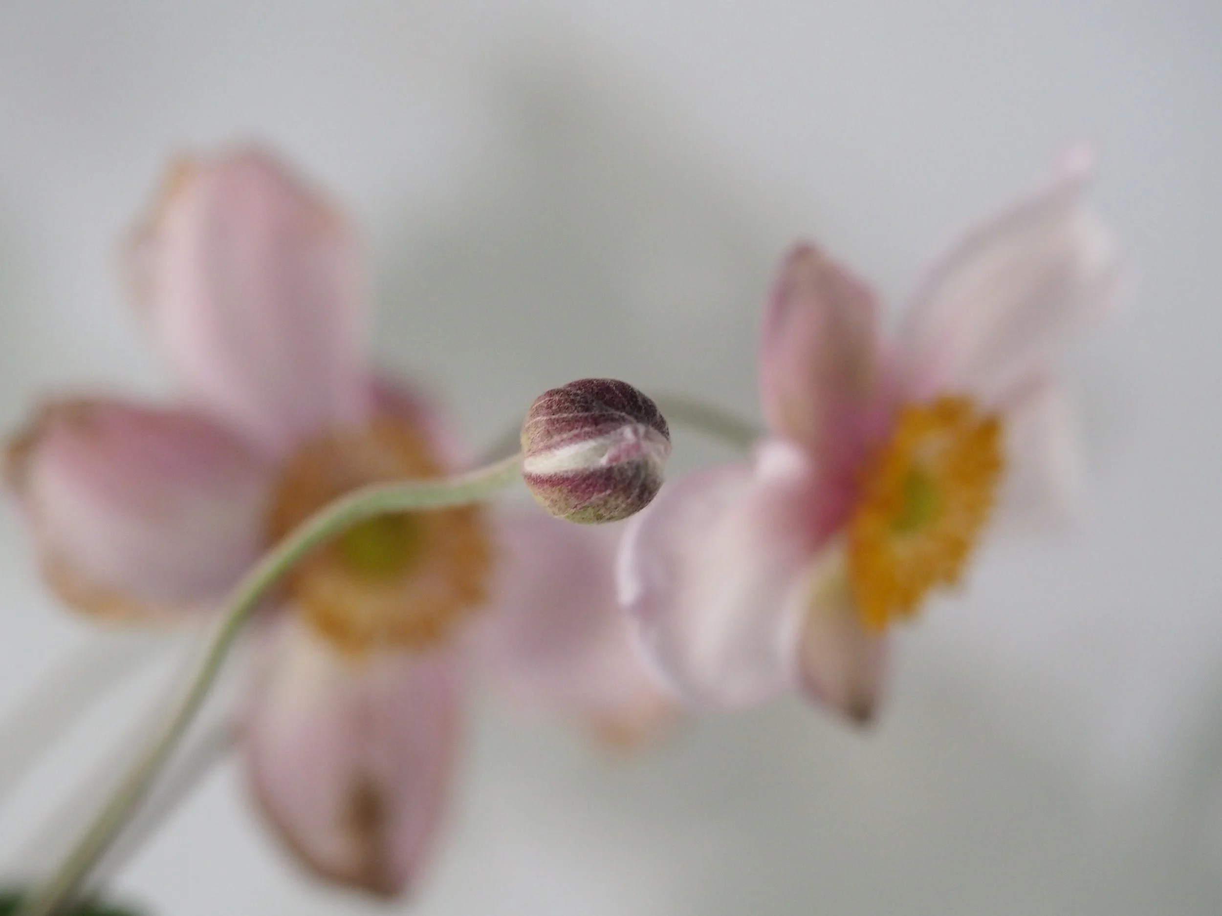 愛的方言 Dialect of Love （APR. 2022）