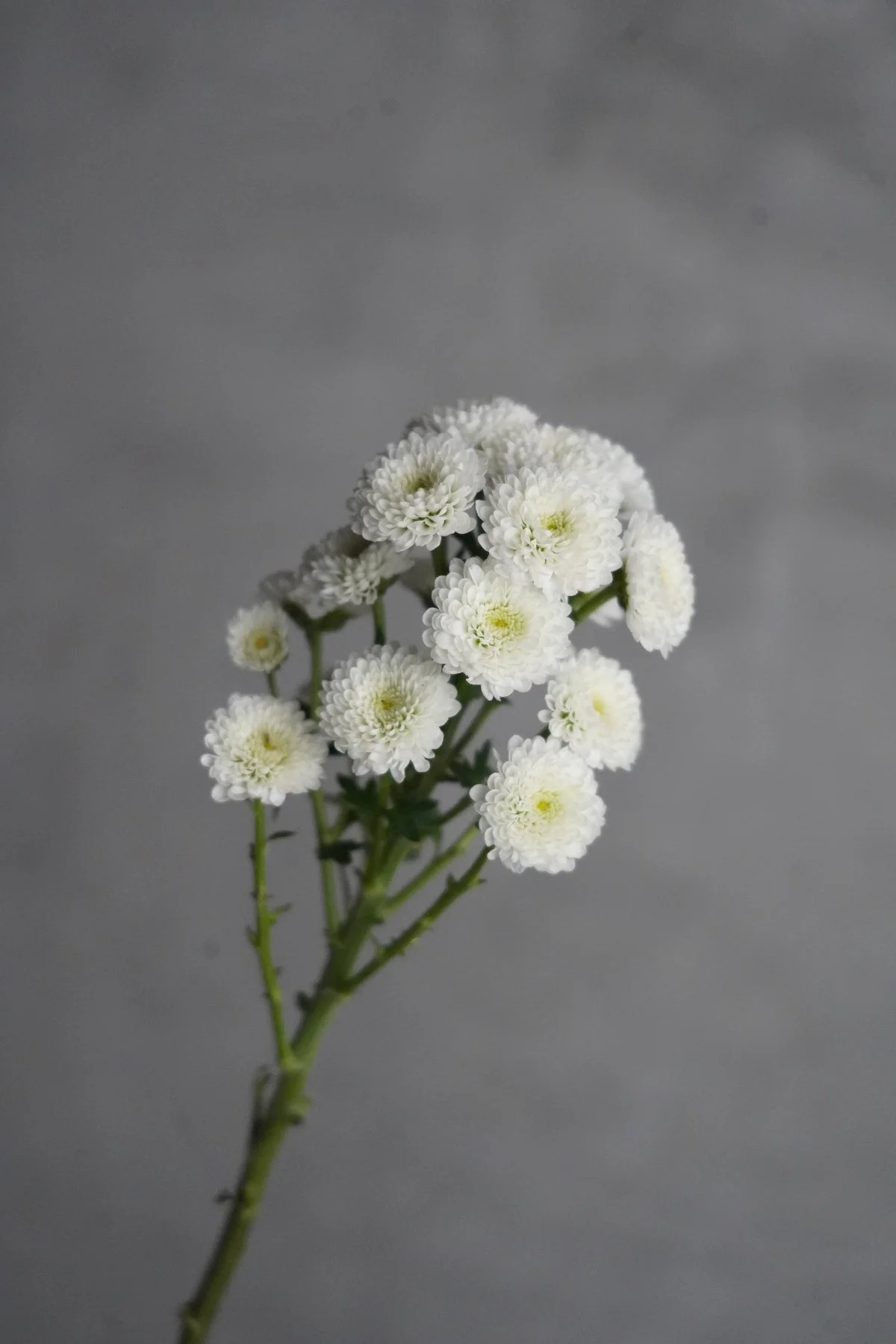 寫日記的藝術 the art of journal （MAR. 2023）