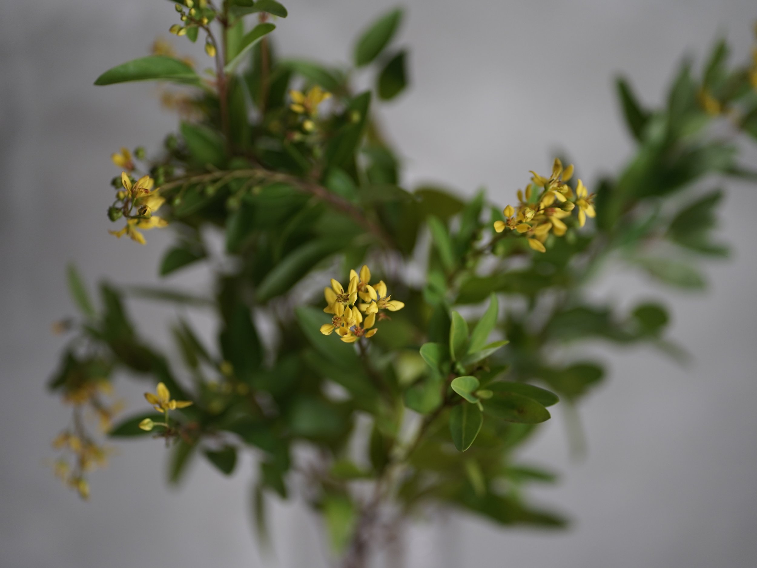 宇宙森林   The Universe of Forest（MAR 2024）  