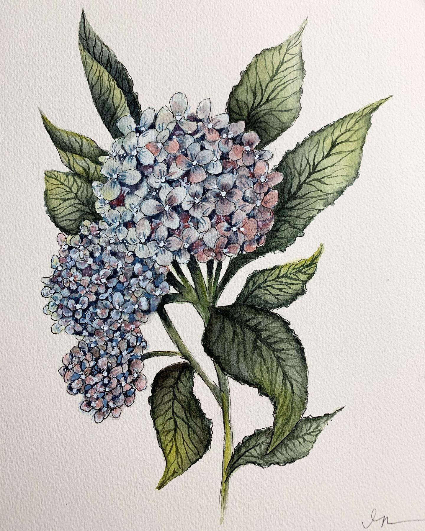Final painting of the 2021 calendar is DONE!!!! Praise God that Ruby napped for 2 hrs today so I could speed ahead on this painting. I used to not like hydrangeas - but I really love them now. I love the variation that one bloom/ball of flowers can h