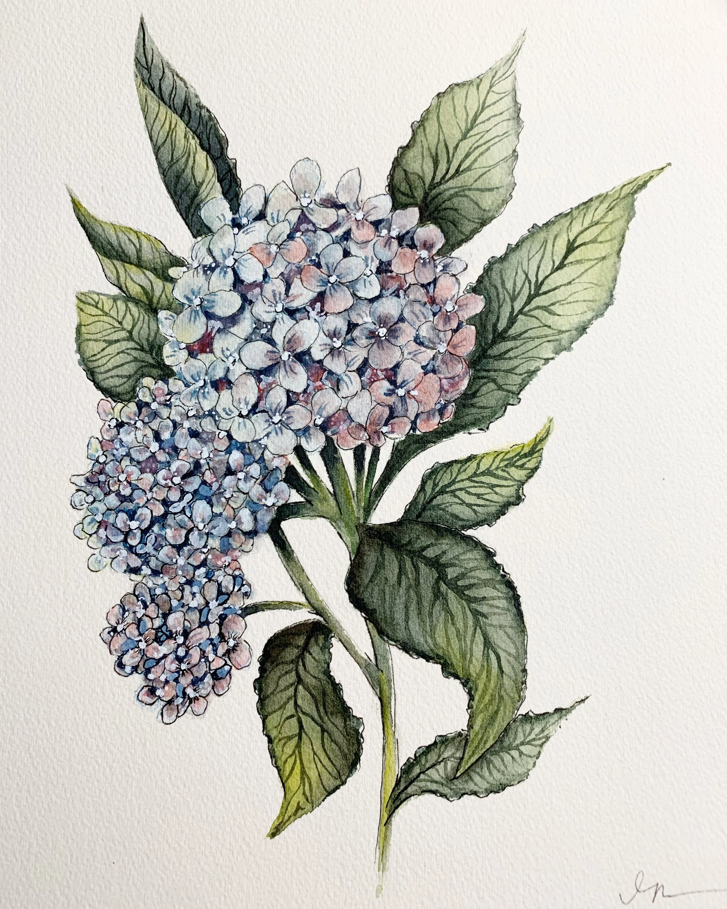Hydrangea.JPG