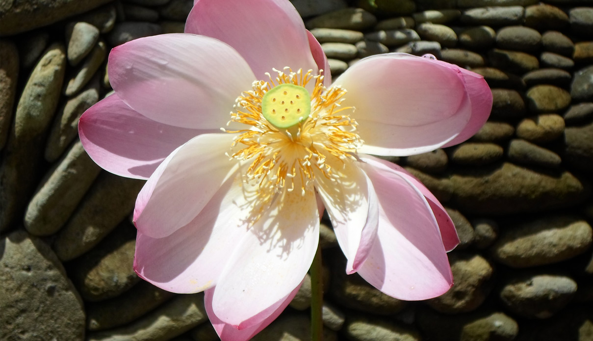 lily-flower.jpg