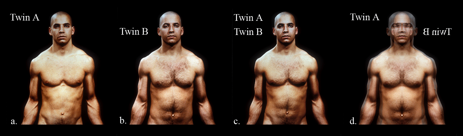 NonMirror-MZ-twin-torsos-Co.gif