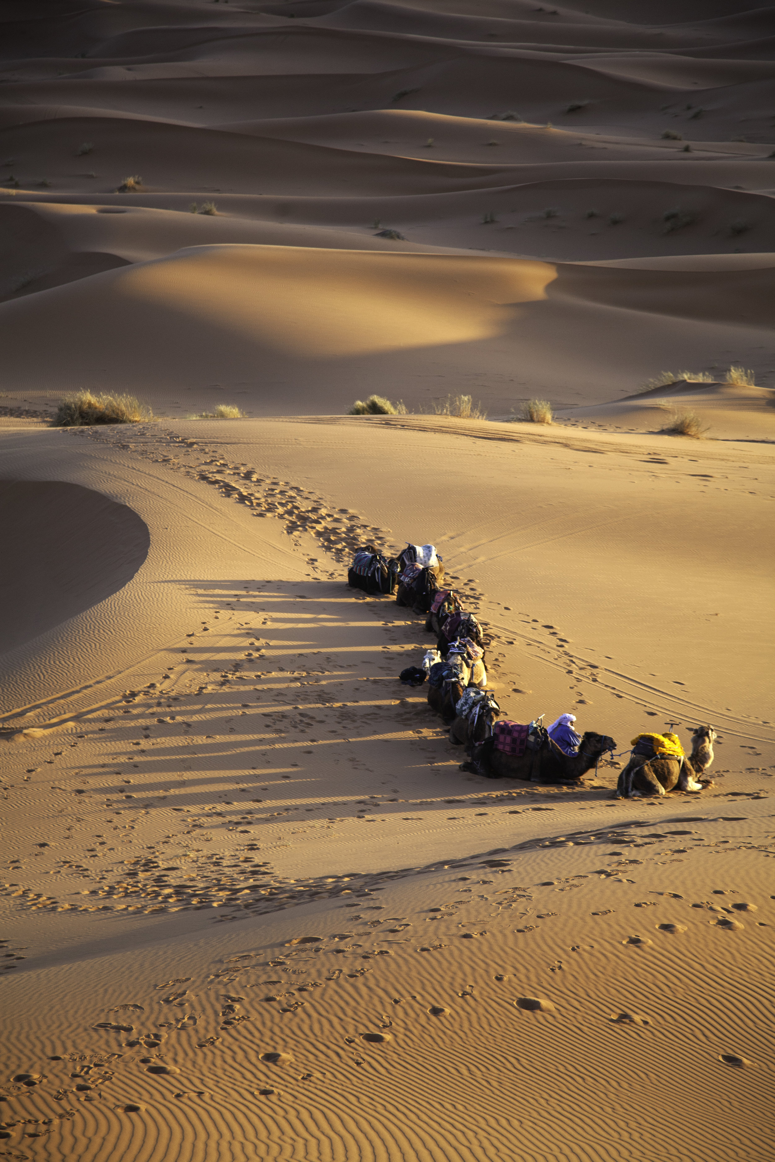 Sahara Desert Sunrise II
