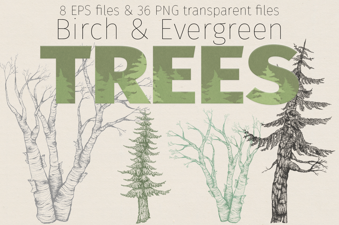 Display-birch&evergreen.png