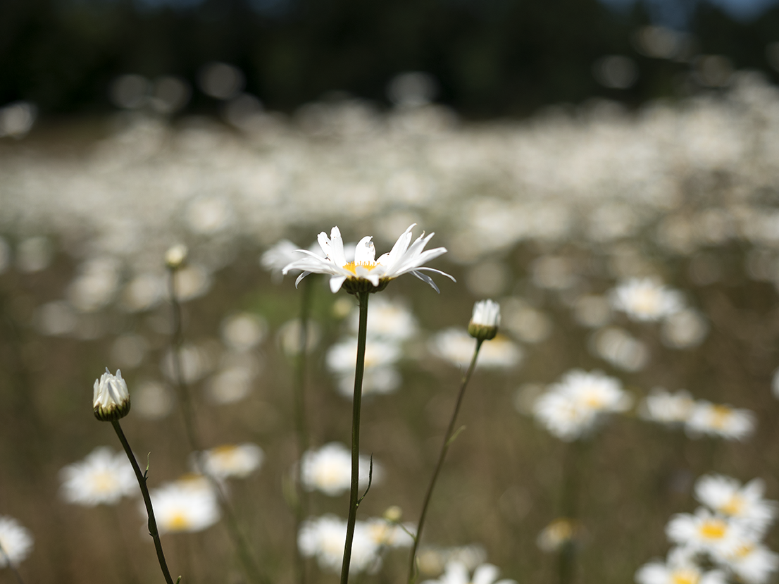 Wildflowers, 2017, Digital Photograph