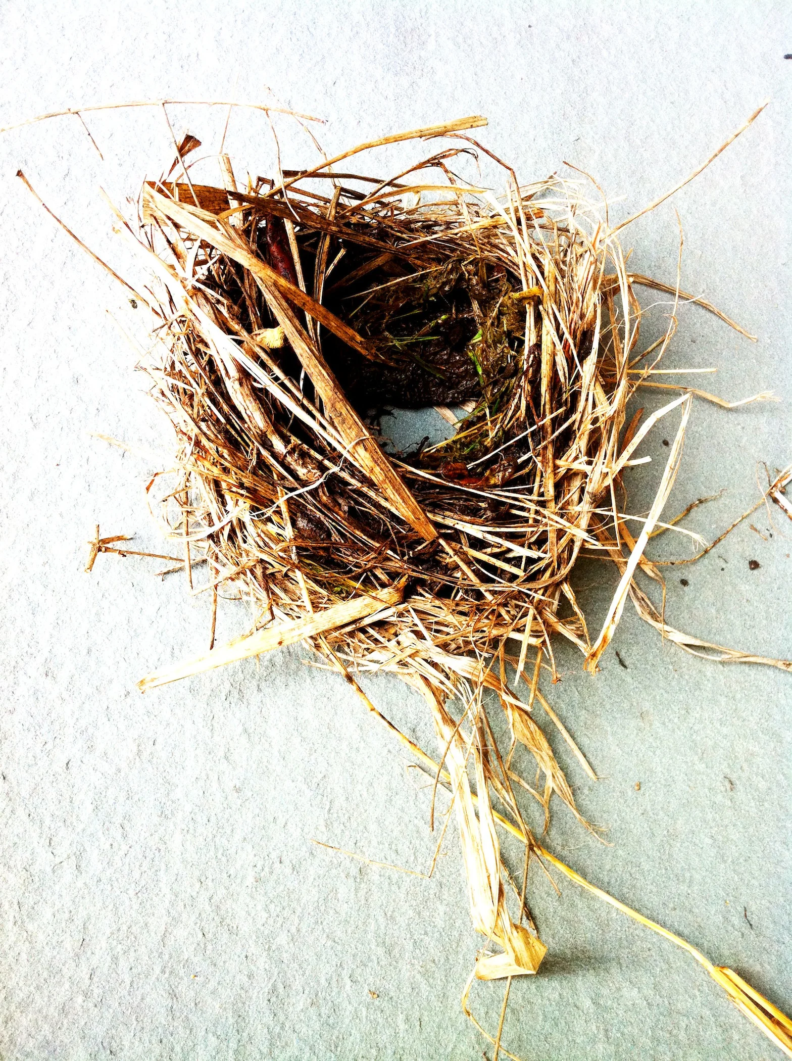 nest photo.jpg