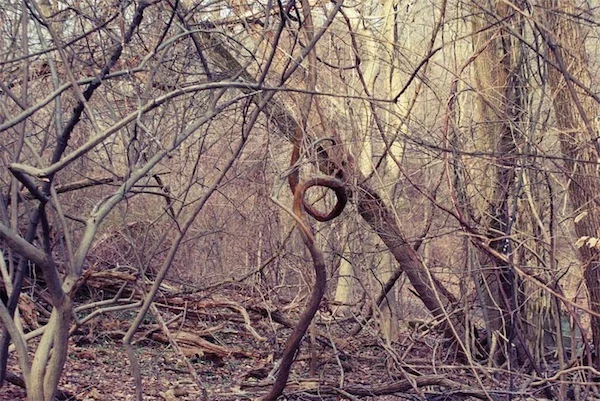 spiral vine.jpg