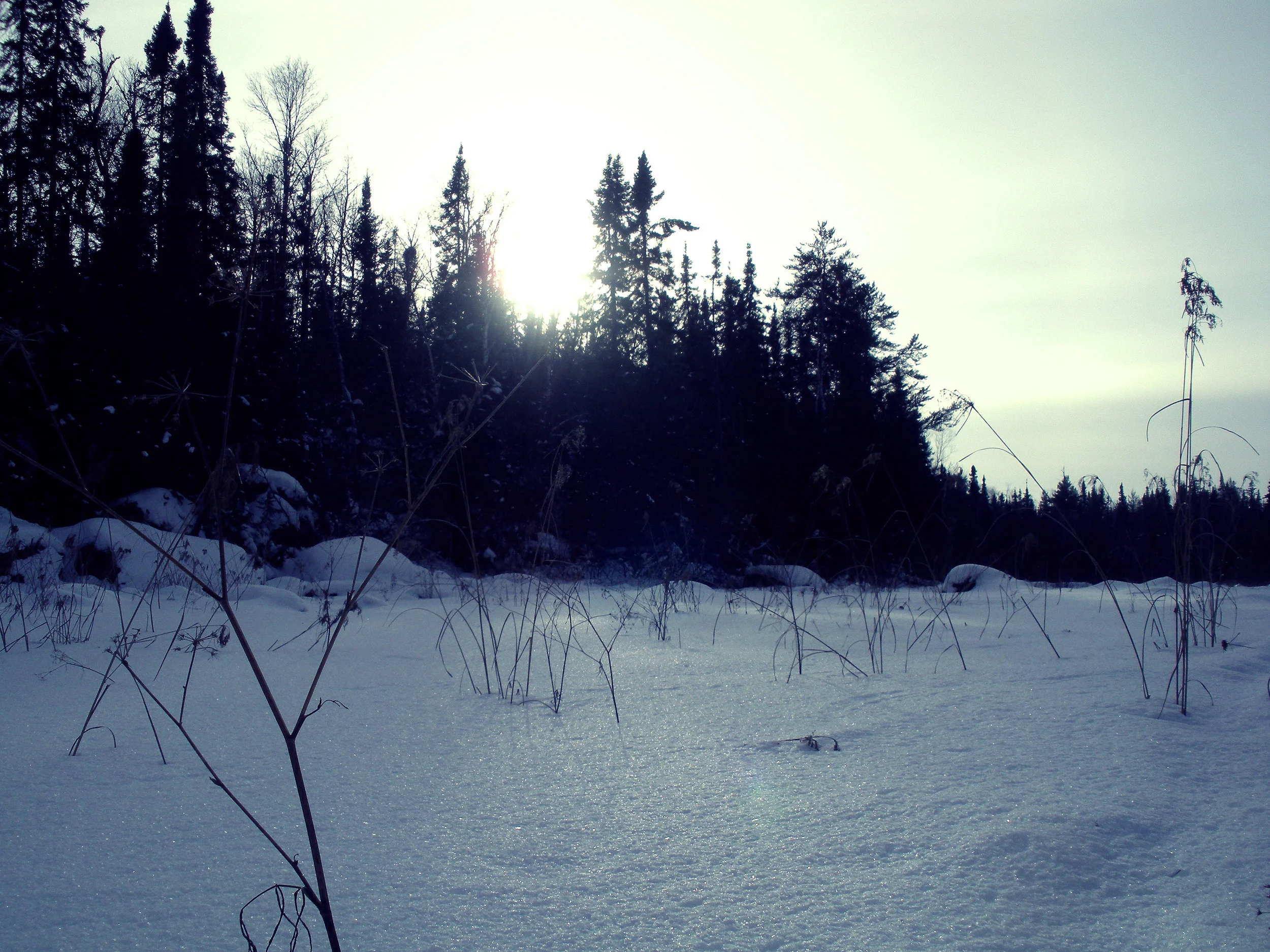 mn_sunn_trees.jpg