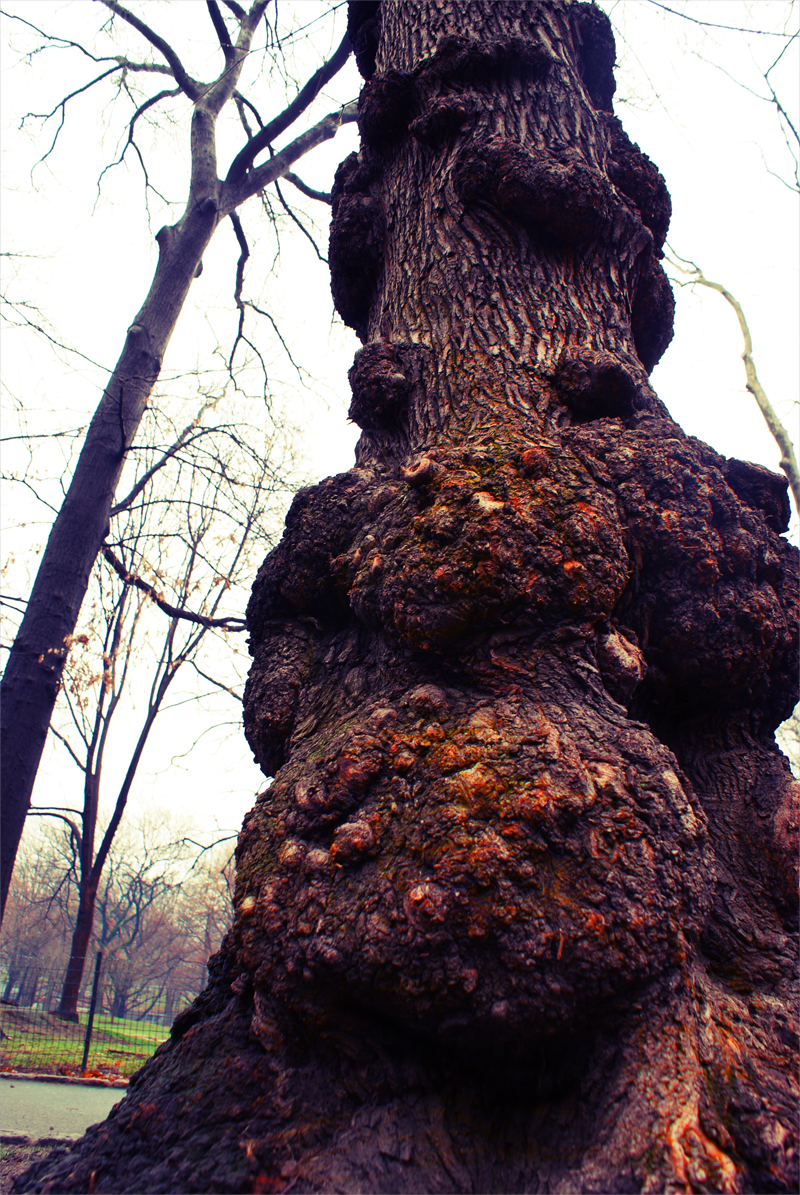 gnarly tree.png