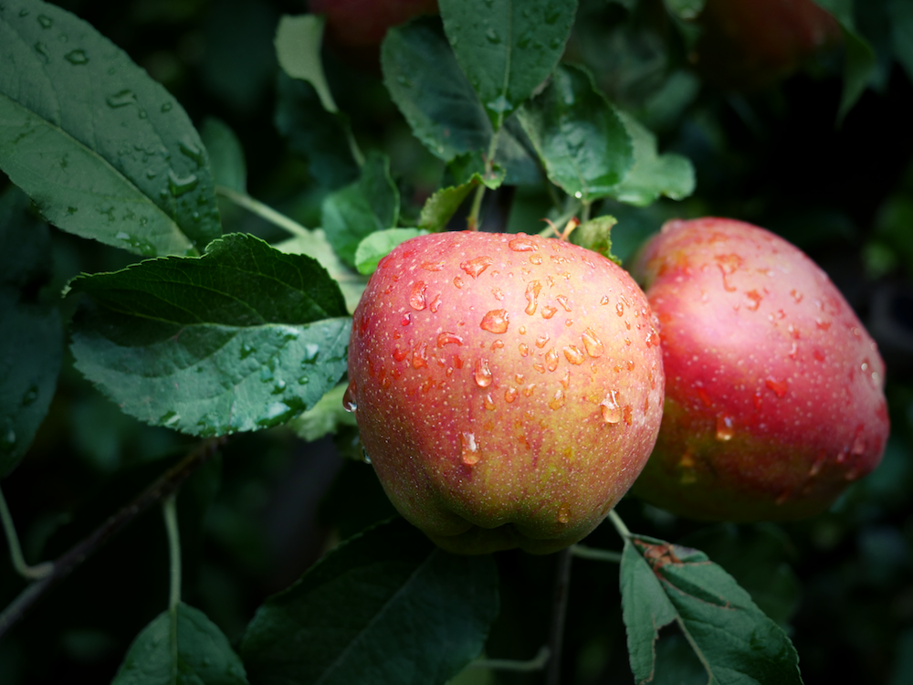 Apples After the Rain, 2017, Digital Photograph