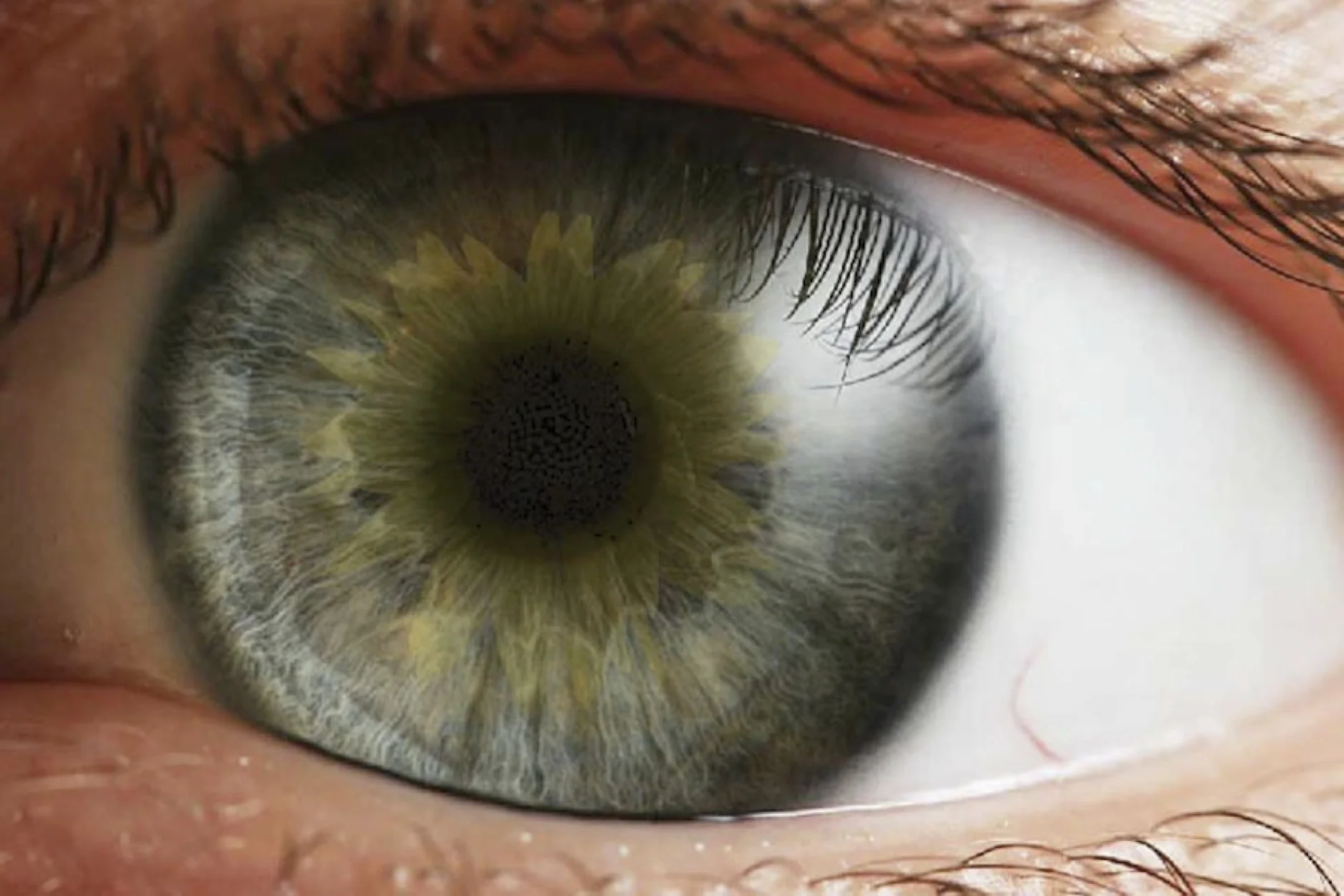 Sunflower Eye, 2011, Digital Photograph, Photoshop