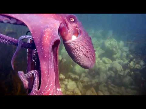 octopus steals my video camera and swims off with it (while it's Recording) (Copy)
