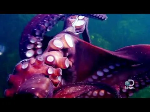 on The Discovery Channel (Copy)