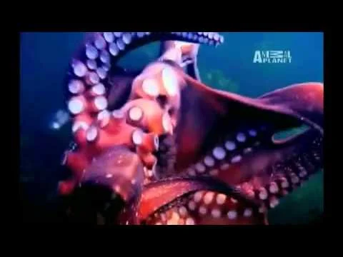 on Animal Planet (Copy)