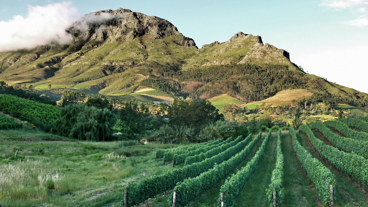 Stellenbosch vineyards