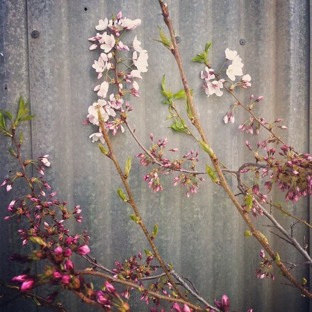 Spring Series - 3 Workshops