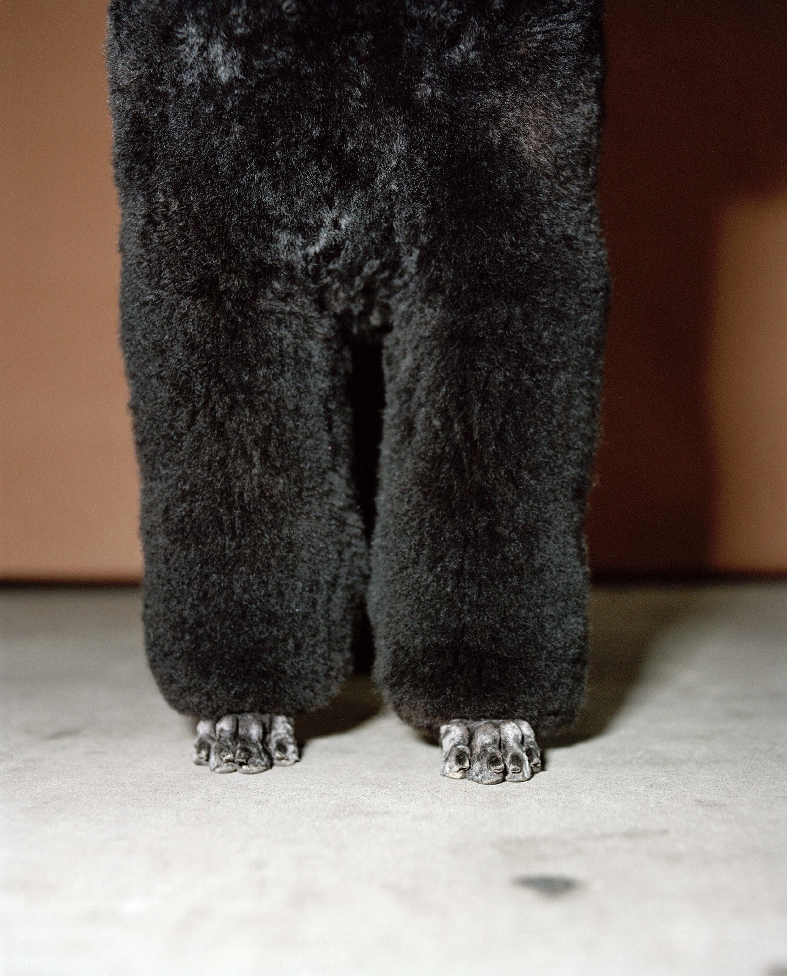 legs of a poodle