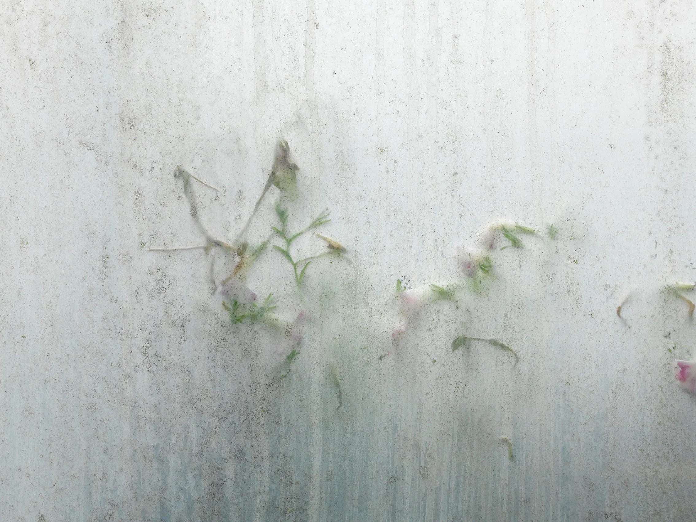   Vensters (Windows) – Research   These images form the starting point of my ongoing development project  Vensters . During a long-term photographic exploration of Dutch greenhouses, I became fascinated by weathered greenhouse windows, where lime, pa