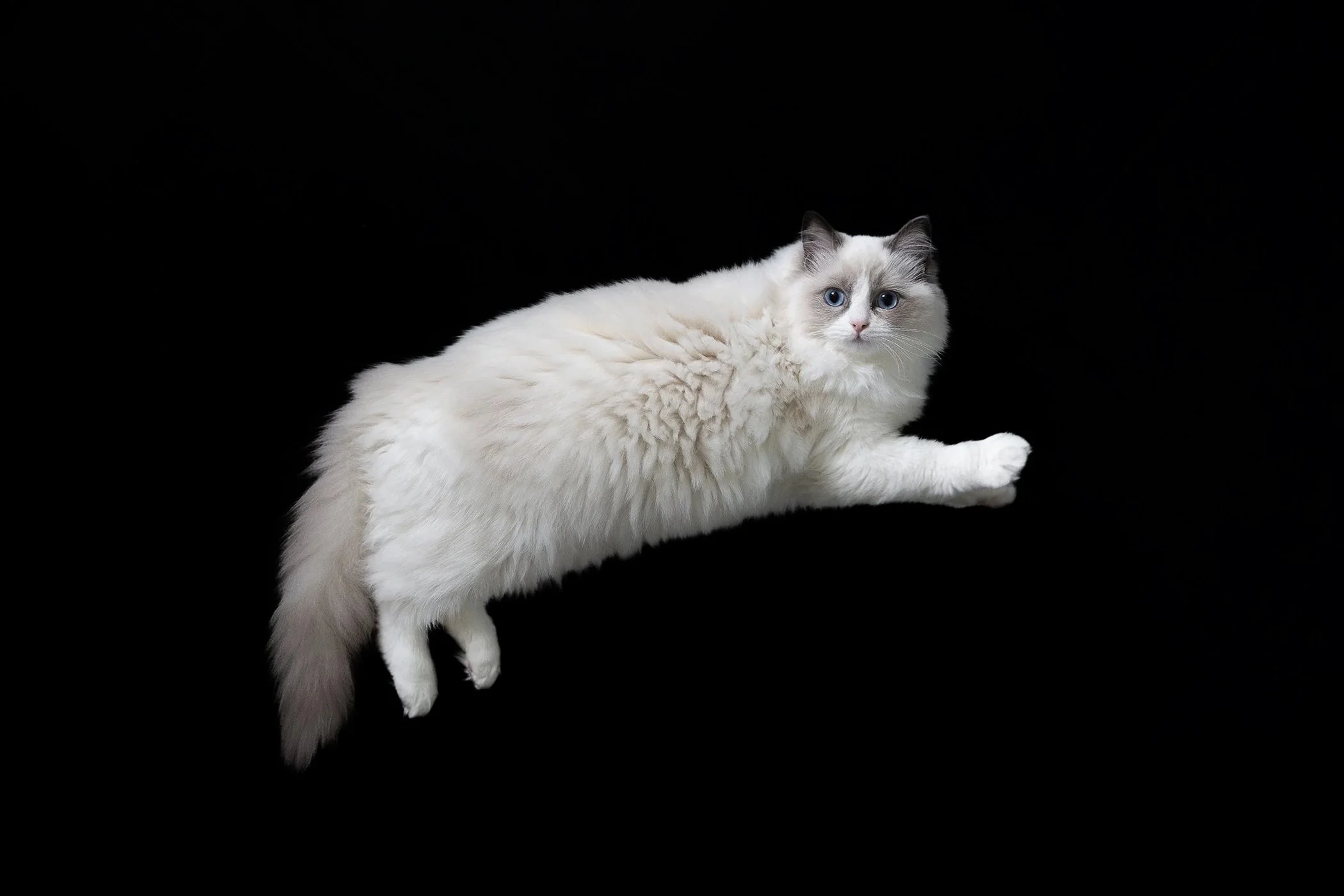 Katt.jpg.jpg