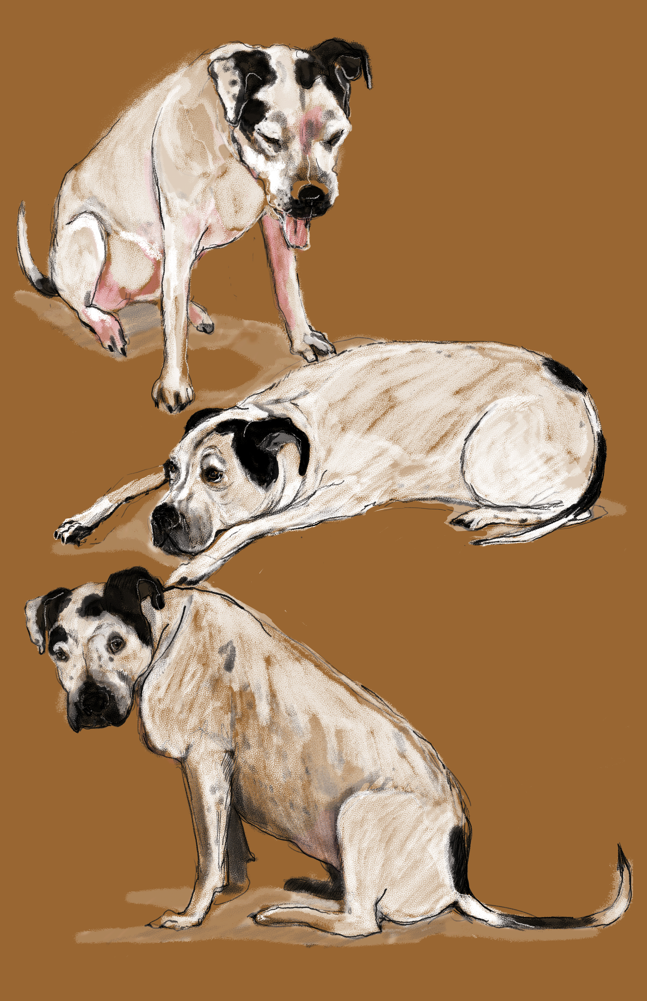 ID_Reilly_Primo Dog.png