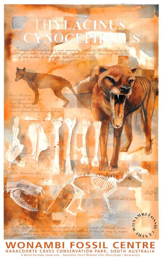 wonambi fossil centre thylacine