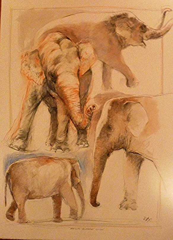 elephant study