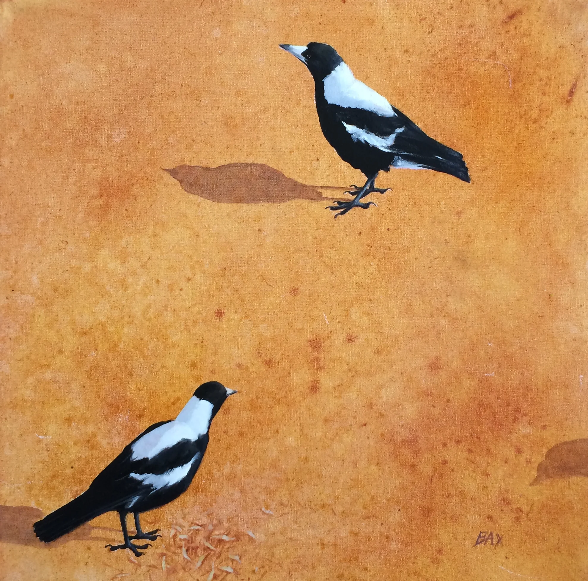 Magpie Study iv