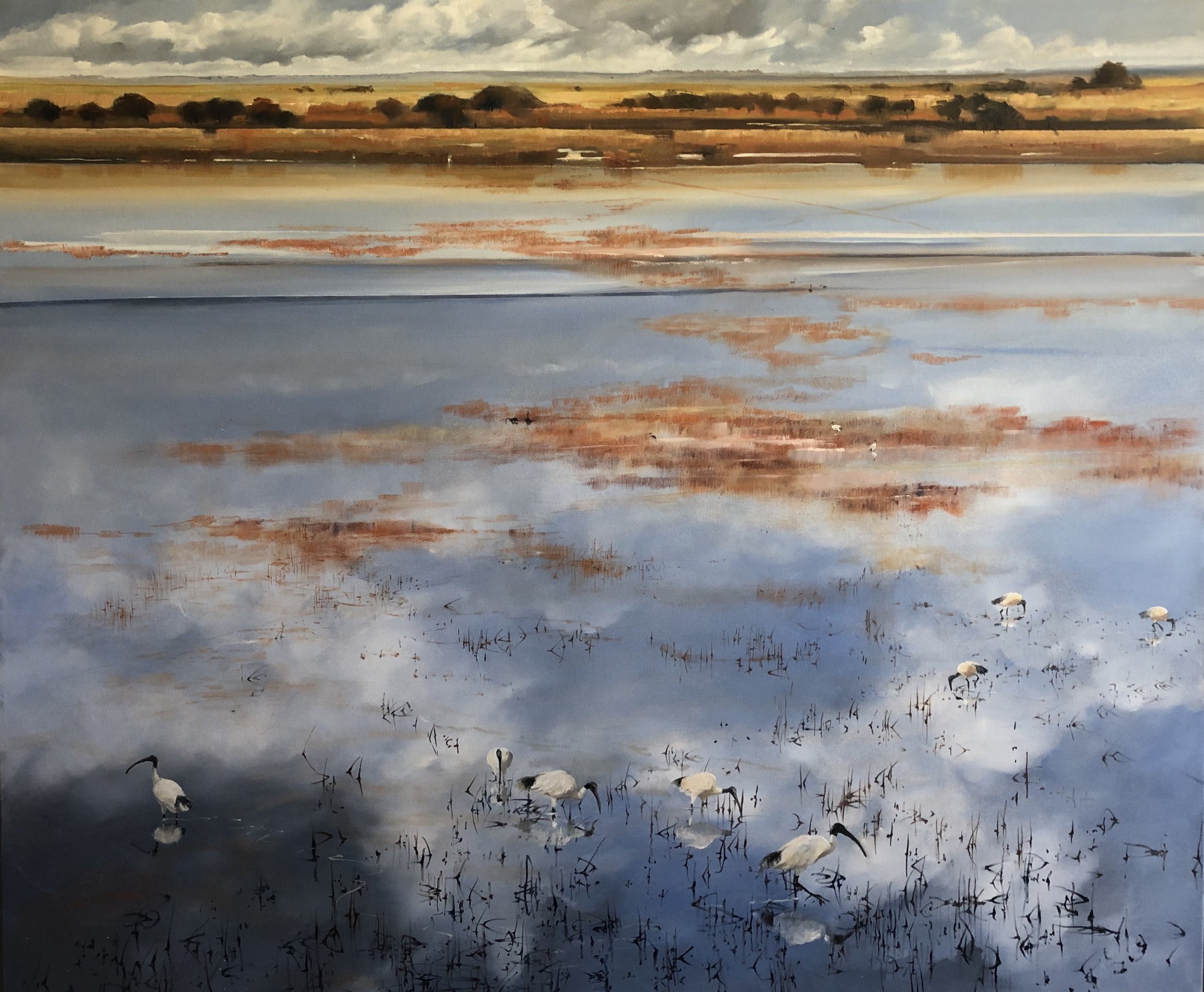 IBIS LANDSCAPE BOOL LAGOON