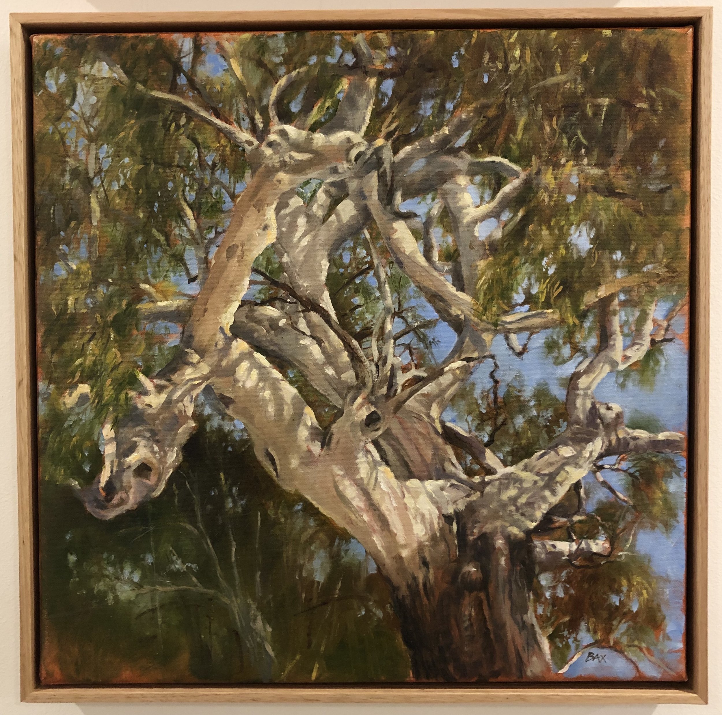 oaklands red gum.jpg