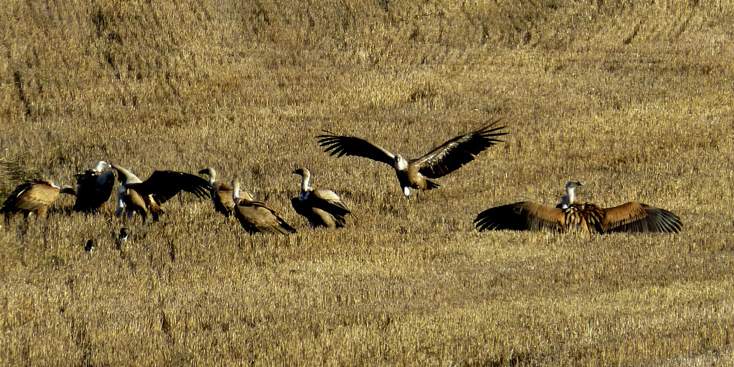 Nature, Wildlife & Birds