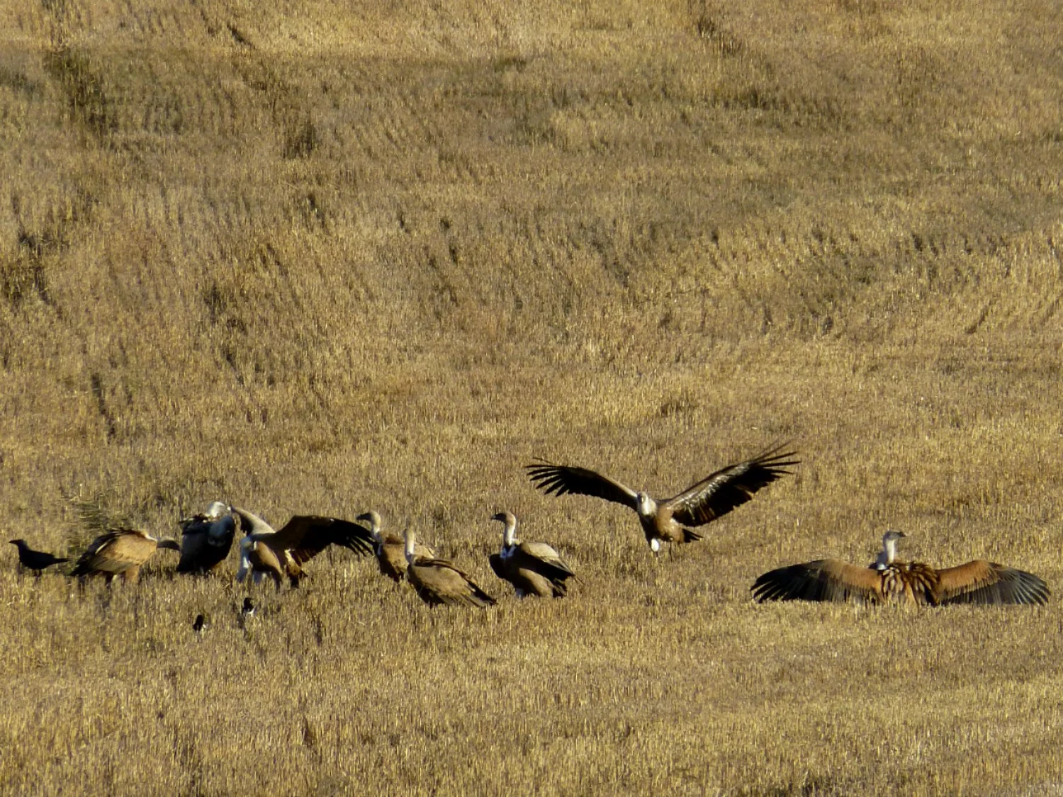 Nature, Wildlife & Birding — Northern Spain Tour