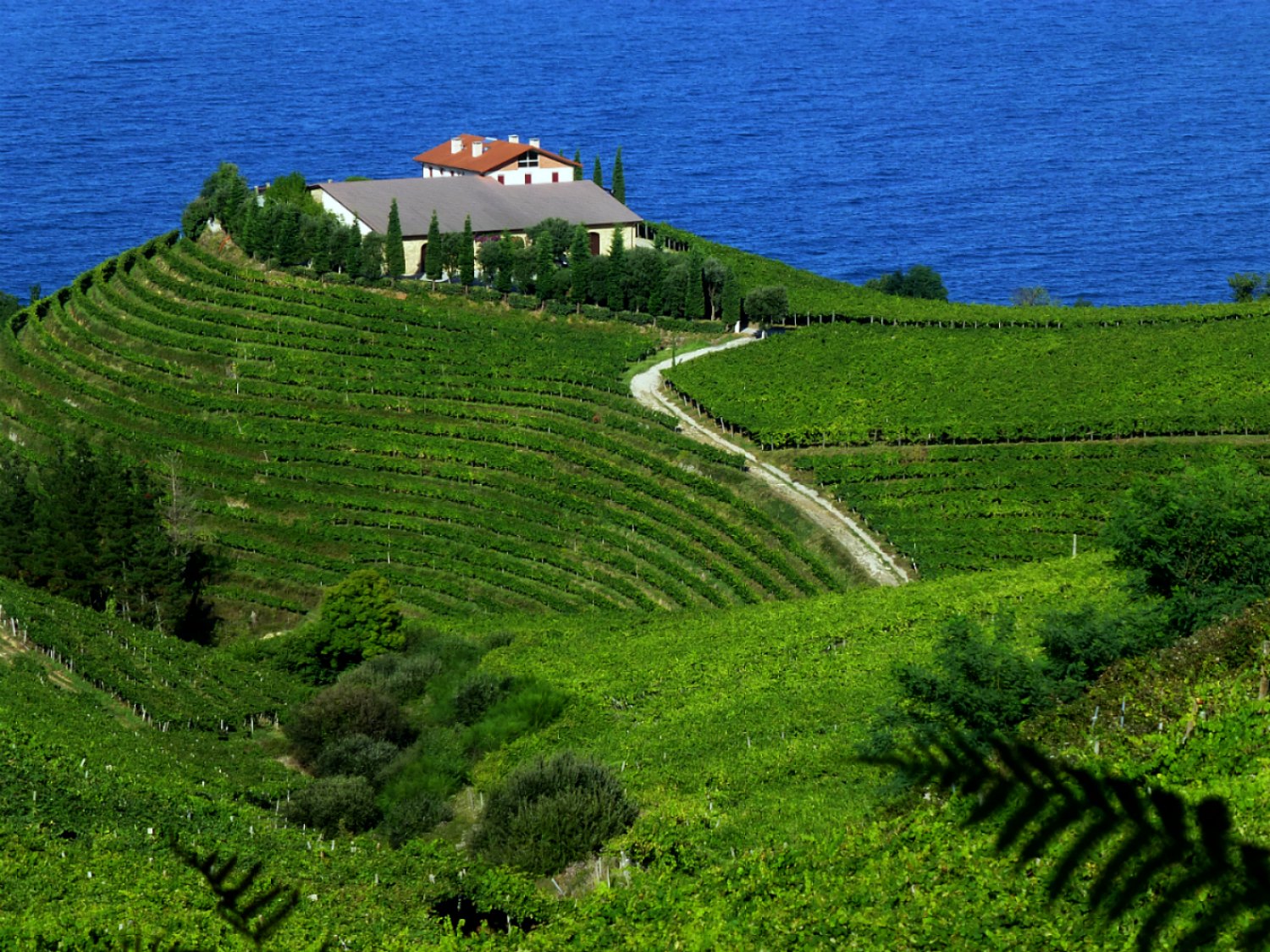  seas of vineyards 