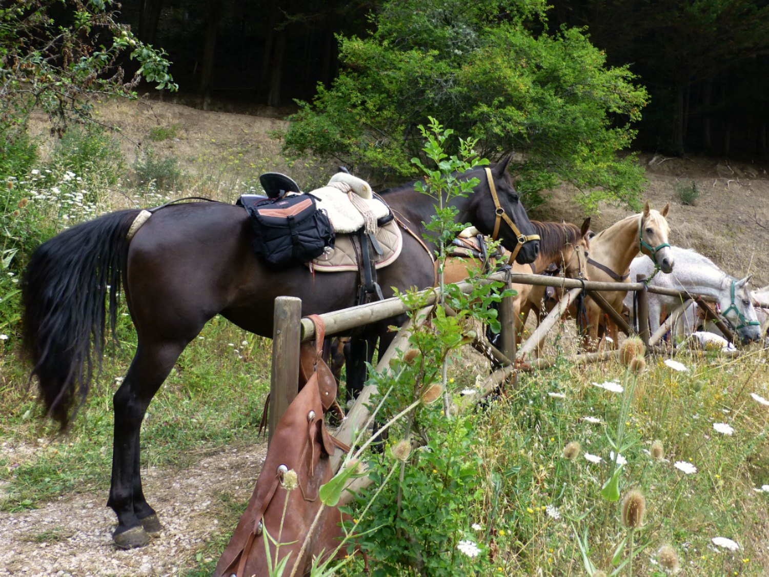  horseback riding 