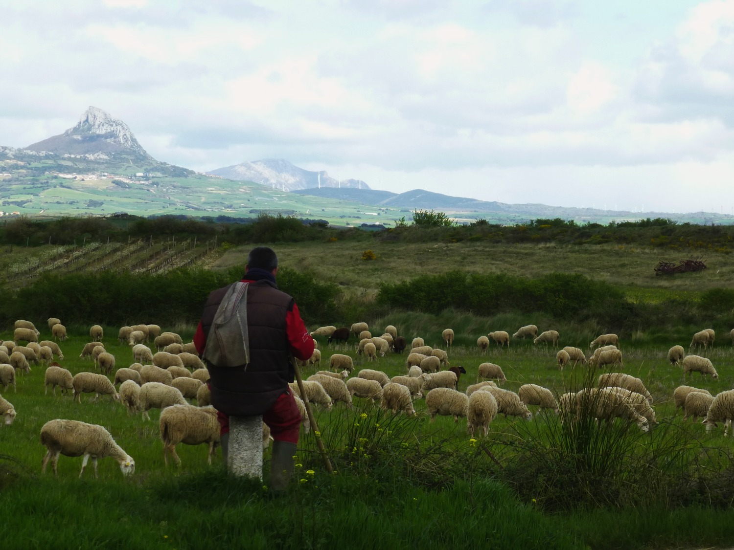 tending to the flock