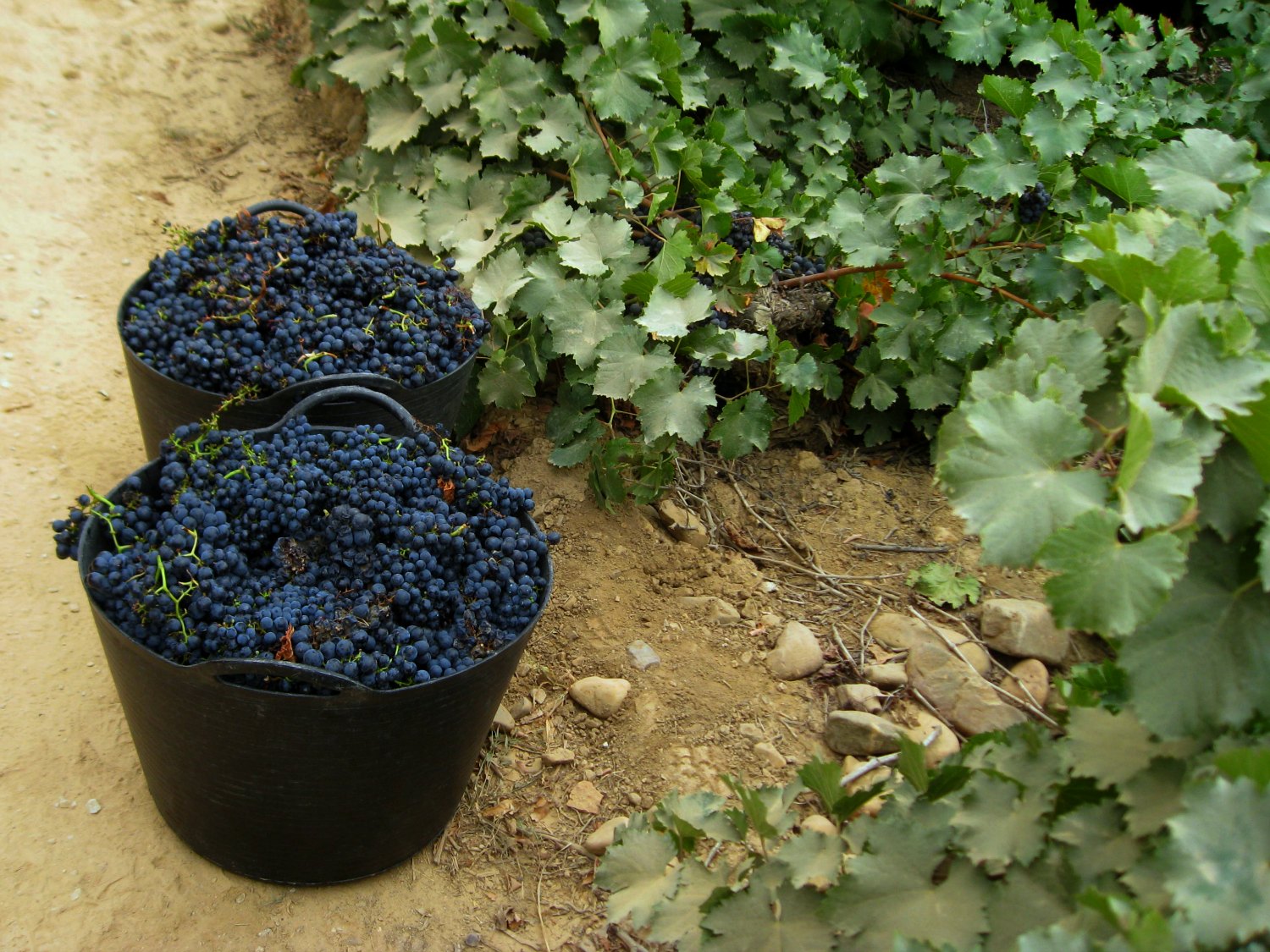 winemaking by hand