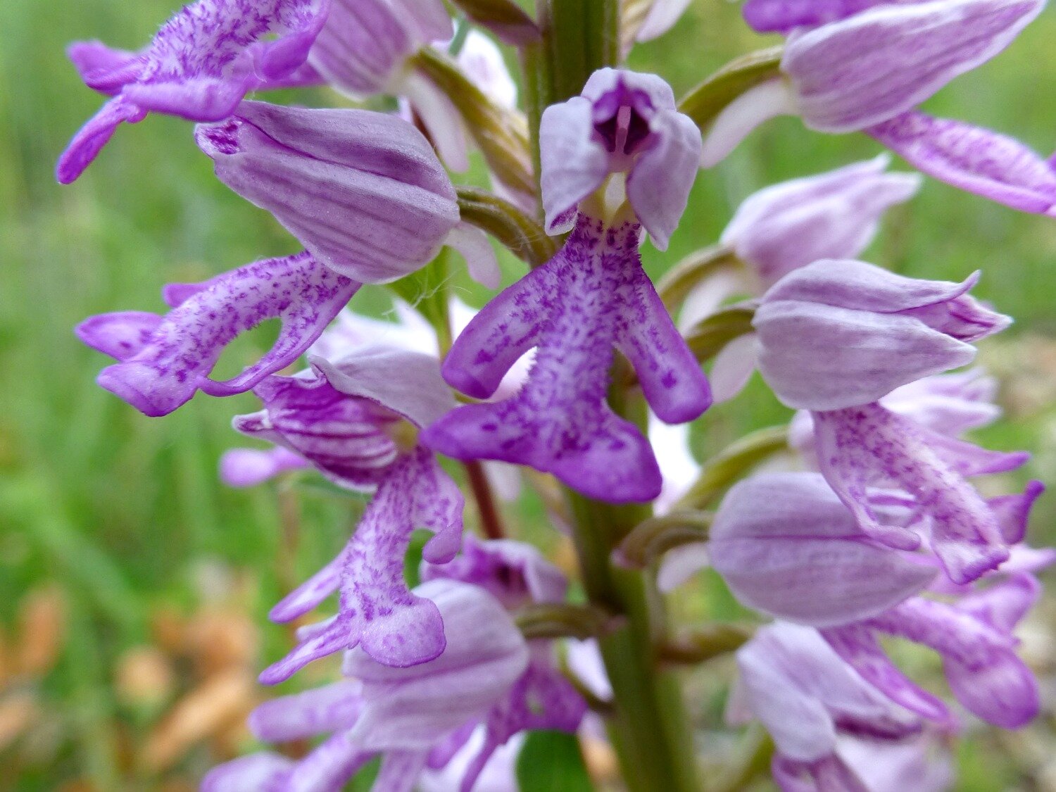 wild orchids and flowers