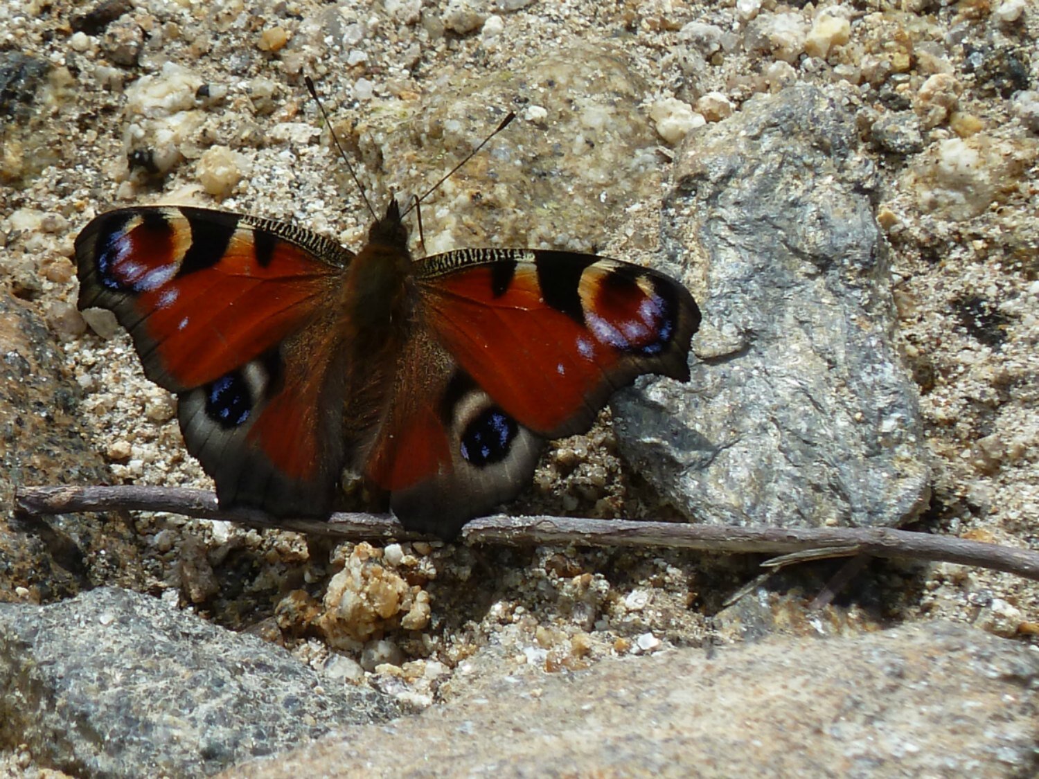 butterflies