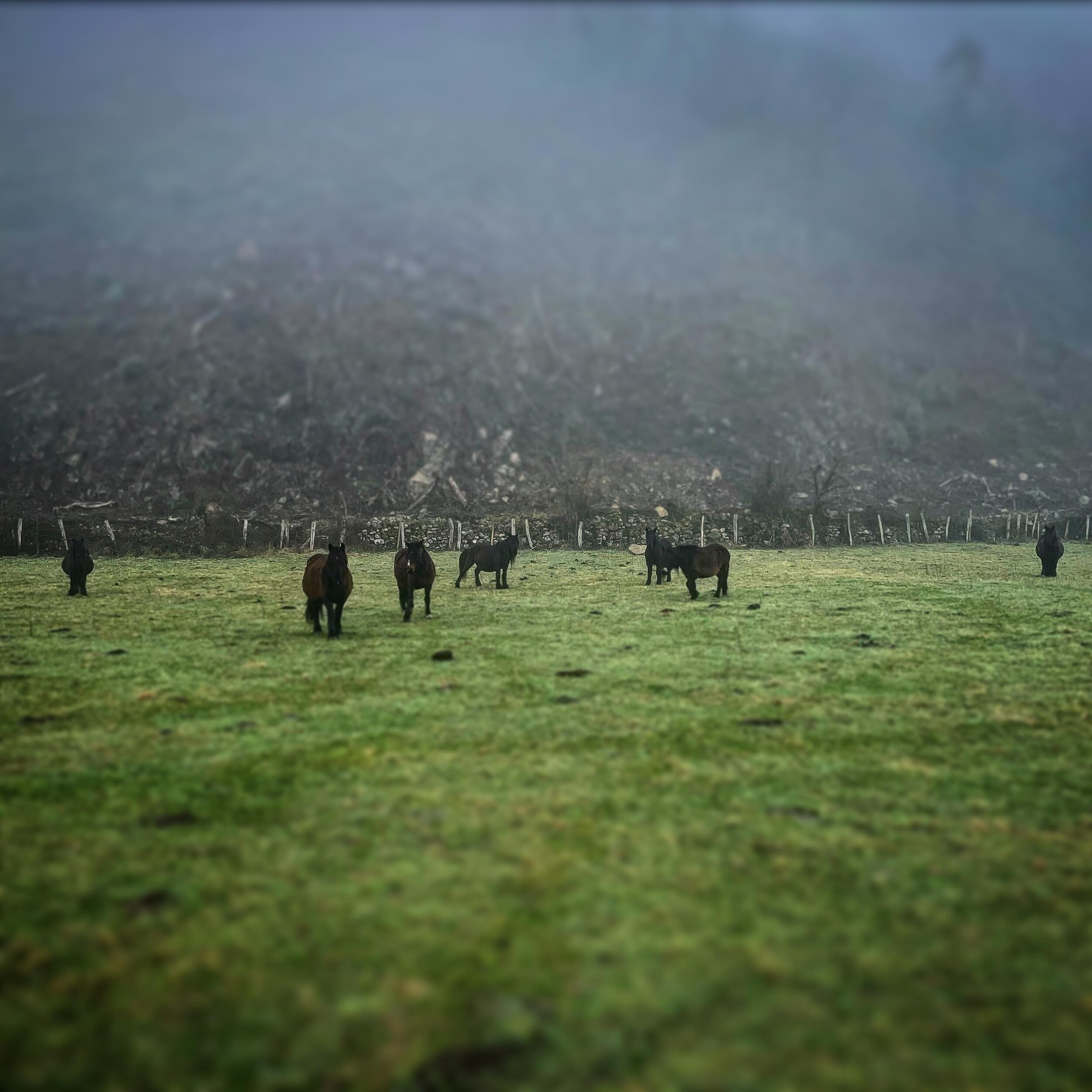 Magnificent Seven.  Some might think of a western, others of stocks, yet others of samurai.  For me, these 7 black mares in a pasture I had to cross the other morning.  #horses #pasture #livestock #rural #ruralSpain #rurallife #Spain