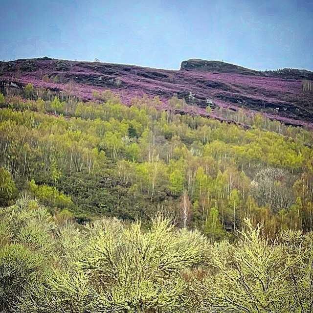 Neapolitan Mountain.  Flavors of Elevation.  Mossy bare oaks in the valley, leafing birches in the middle, blooming heather up high and a creamy sky on top.  Delicious.  #forest #mountain #landscape #landscapephotography #landscape_lovers #nature #na