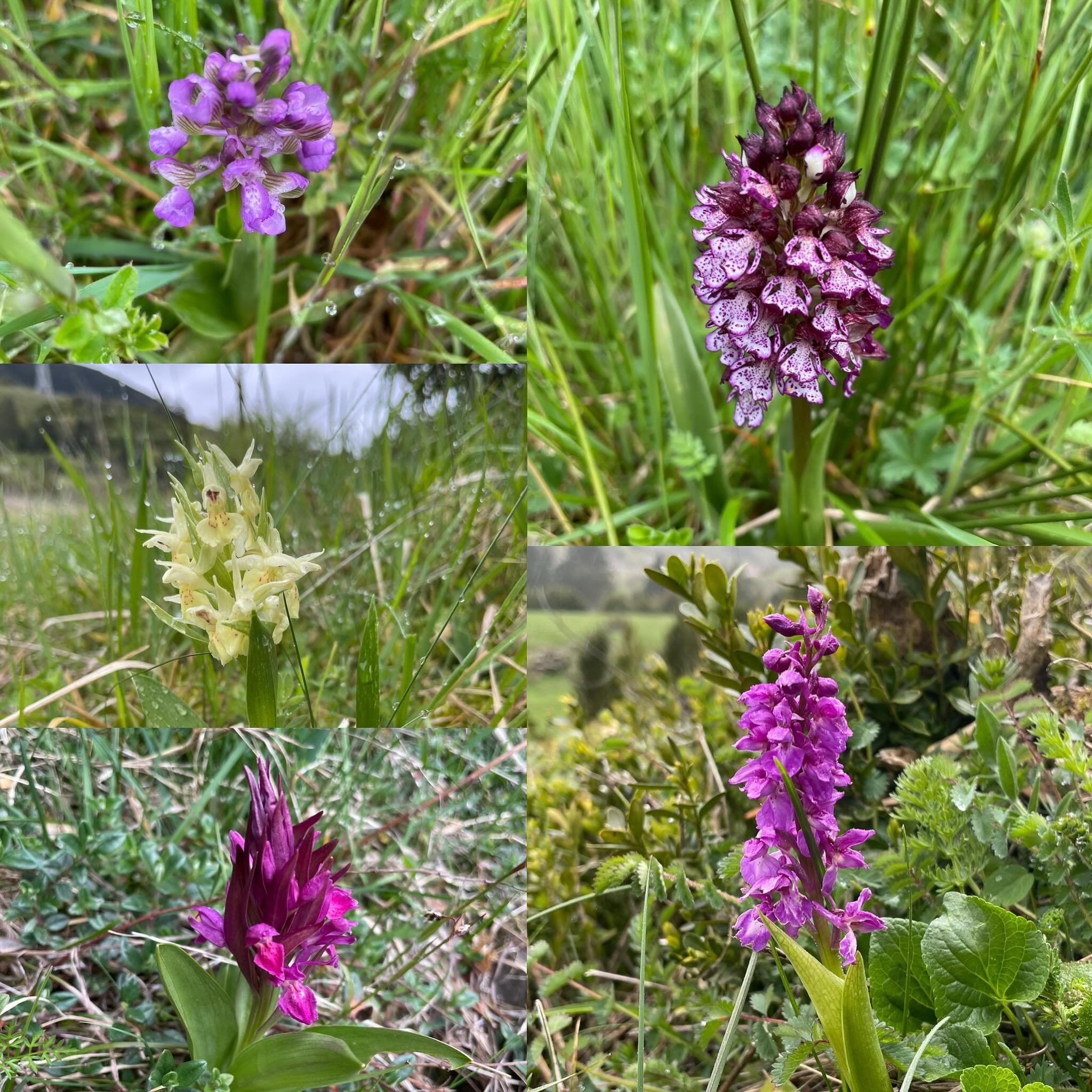 Pyrenees Wild Orchids.  A few we don&rsquo;t get in areas of Northern Spain. #wildflowers #flowers #orchids #wildorchids #nature #naturephotography #naturelovers #Spain #SpainTour #spainnature