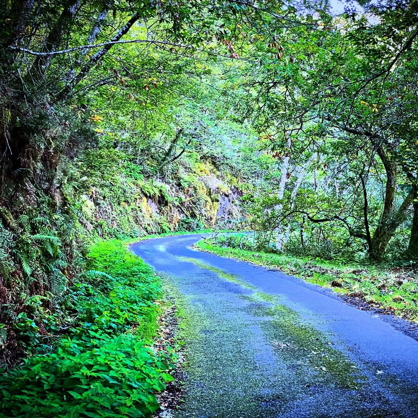 Green Mile. A mossy road is special&hellip;It ain&rsquo;t the road most traveled&hellip;what&rsquo;s at the end will typically make you green with envy. #NorthernSpain #privatetour #customtours #Spaintour