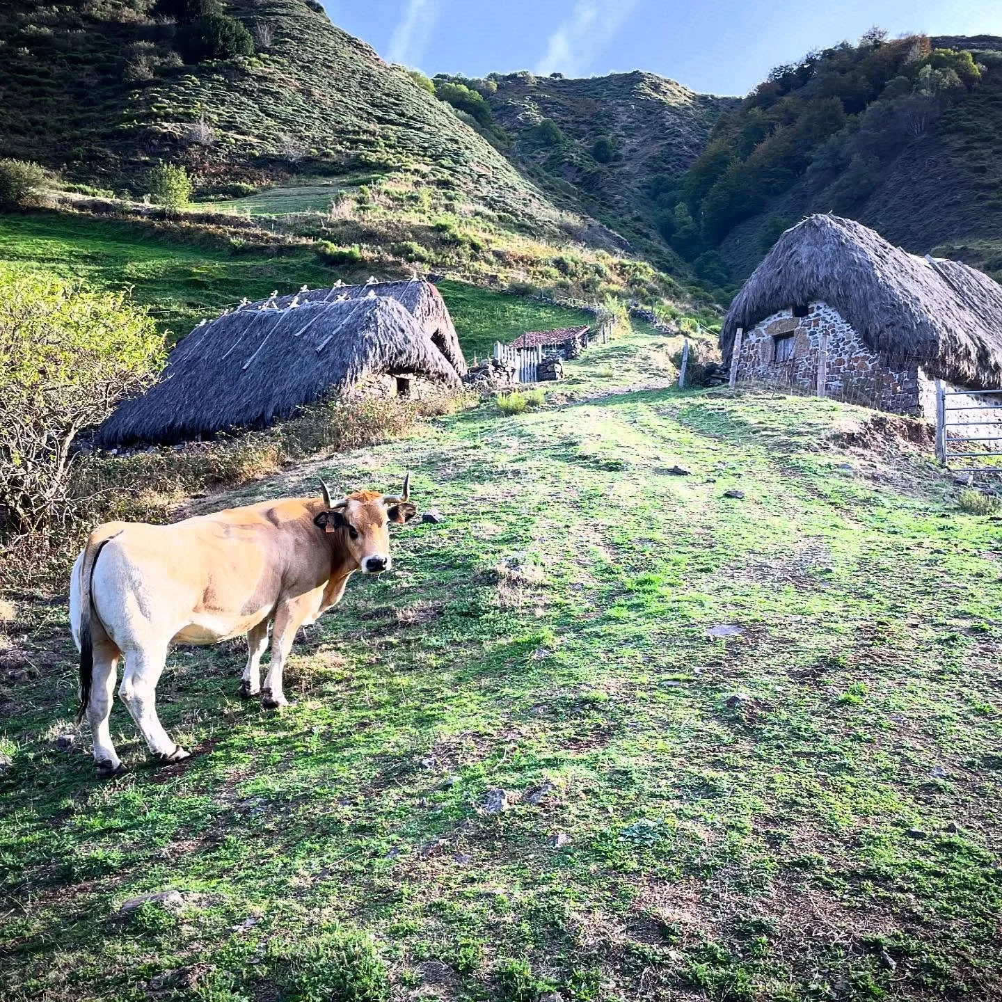 Thatch Tradition. The past endures as cattle farmers in this remote valley still use traditional broom bush thatch roofed stables at higher mountain pastures. #rural #rurallife #traditionalculture #culture #livinghistory #NorthernSpain #privatetour #