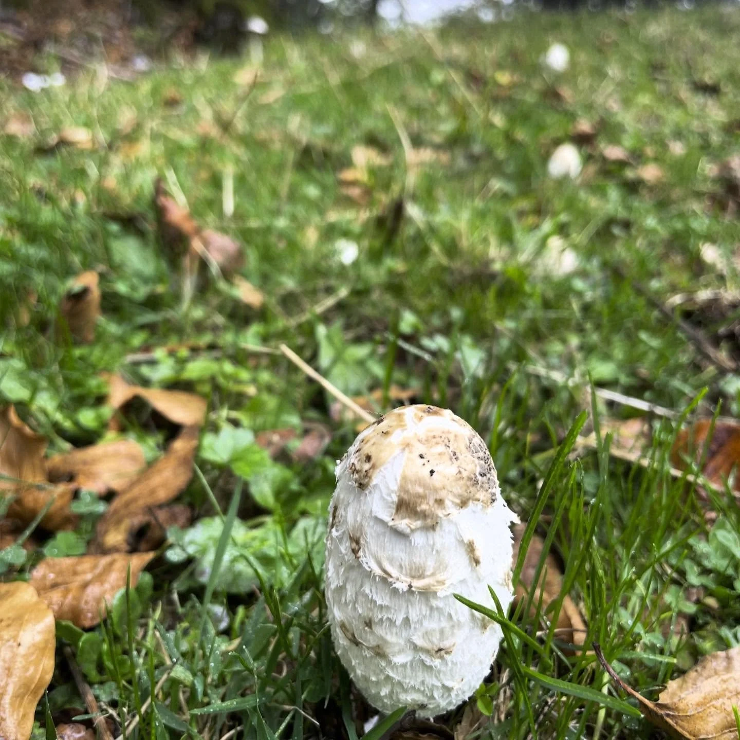 Bursting Wild.  Fall/autumn brings some of our best wild mushrooms to life.  Many restaurants feature them.  This inky cap is one not usually on menus but that I forage.  Very meaty and tasty.  You have to get them early or they do become inky as the