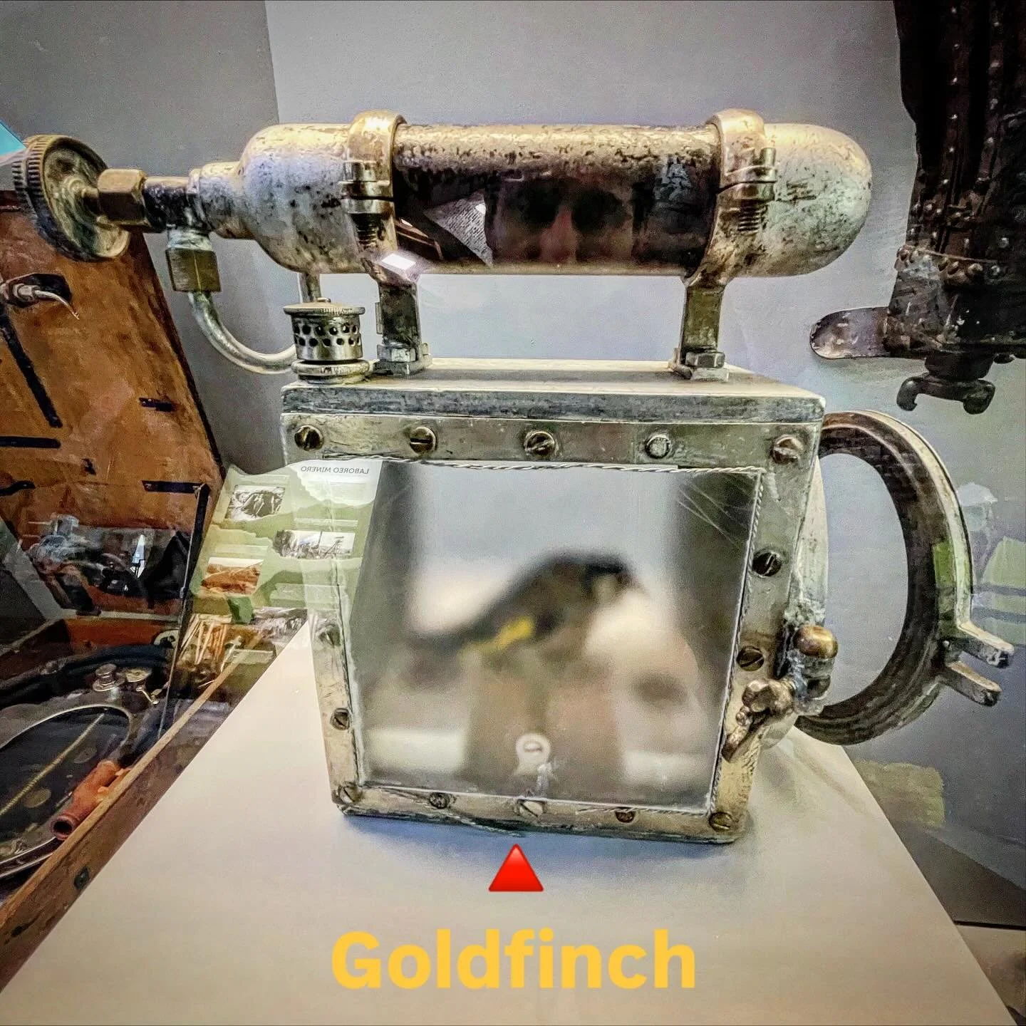 Canary in a Coal Mine, with a twist of oxygen. Actually a goldfinch, but this bird resuscitator was used to get the little guy back on his feet if methane had entered the mine.  It meant miners had to get out quickly but the little bird that saved th