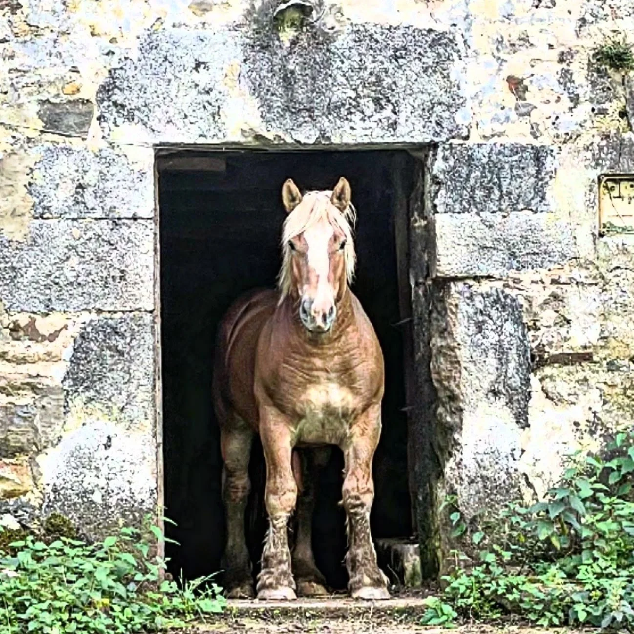 Horse House.  Abandoned house with imposing doorman (doorhorse?). #rural #ruralife #ruralSpain #rural_landscapes #NorthernSpain #customtours #privatetour #SpainTour #Spaintrip