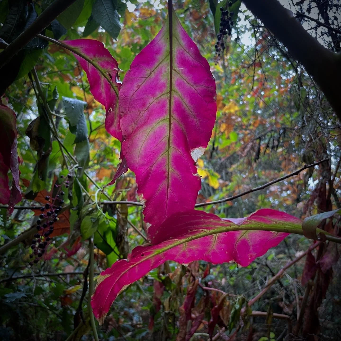 Falling Fucsia. Stumbled upon this beautiful vine en route on a hike to some Bronze Age petroglyphs.  Probably invasive but a stark contrast to the forest. #autumn #fallcolor #NorthernSpain #customtours #privatetour