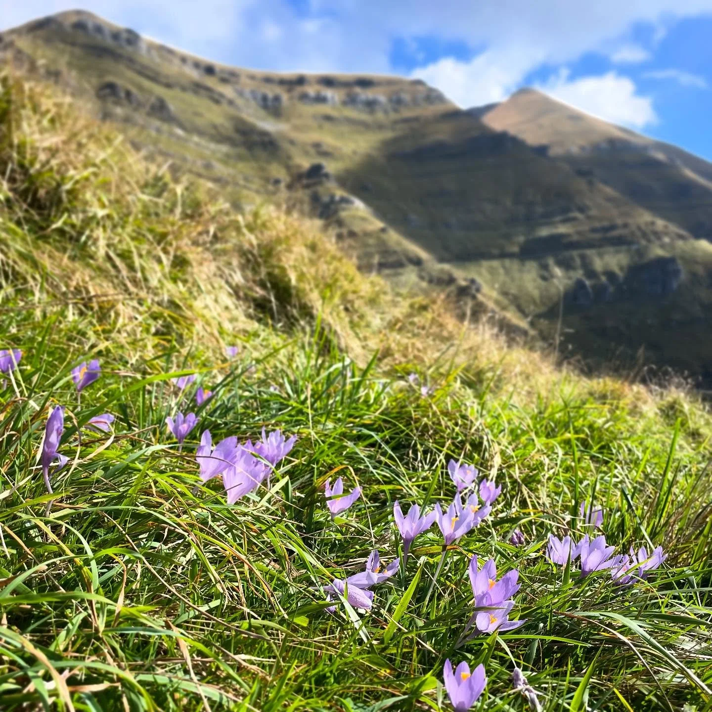 Crokus Pokus. Twice a year(spring/fall), these little beauties color our greens with purple. #wildflowers #nature #flowerlover #naturelover #naturetours #NorthernSpain #customtours #privatetour